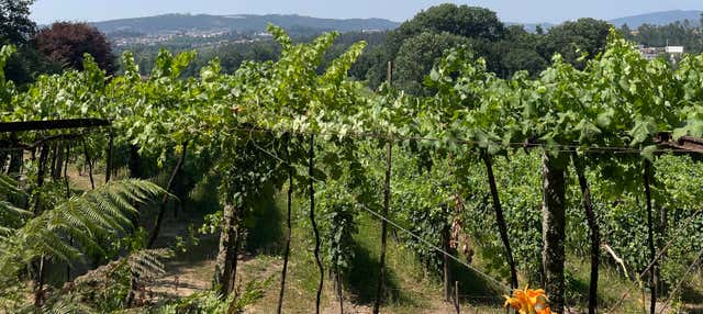 Visita della Quinta da Aveleda