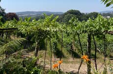 Visita a la Quinta da Aveleda