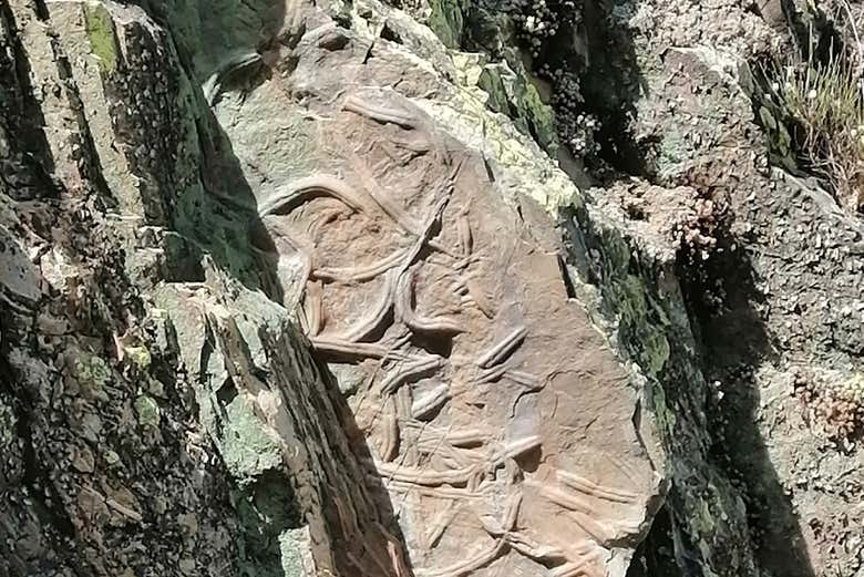 Restos fosilizados en Penha Garcia