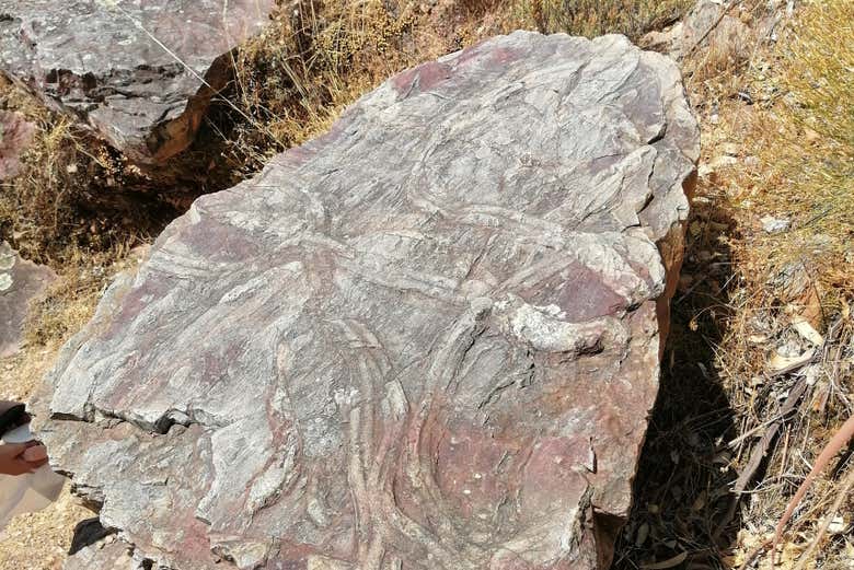 Fósiles de Penha Garcia