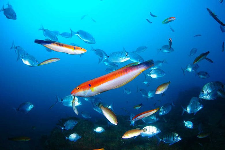 The marine biodiveristy of Berlenga Grande