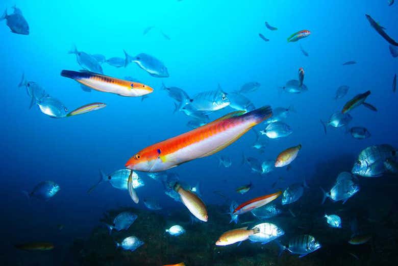 The marine biodiveristy of Berlenga Grande