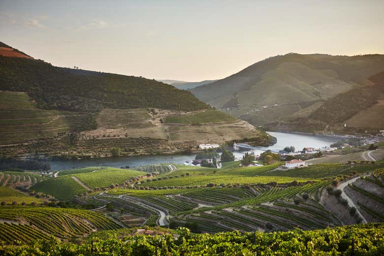 Vistas da adega
