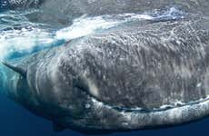 Avistamiento de cetáceos + Islote de Vila Franca