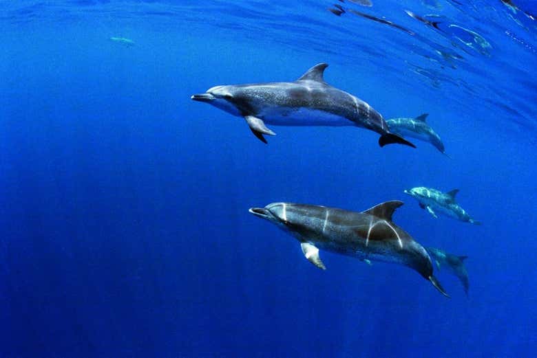 Dolphin spotting
