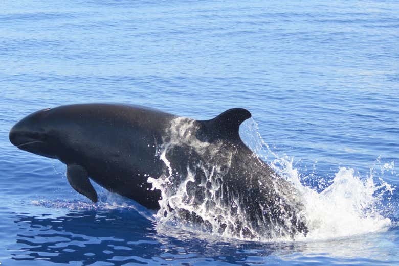 Baleine à São Miguel