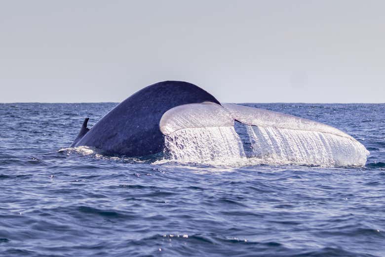 Observtaion d'une baleine