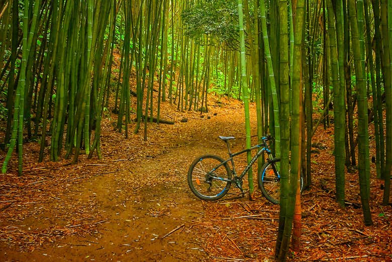 À vélo dans les bois de São Miguel