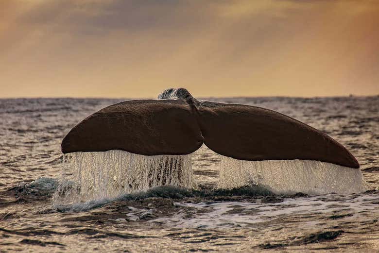 Cetáceos en Ponta Delgada