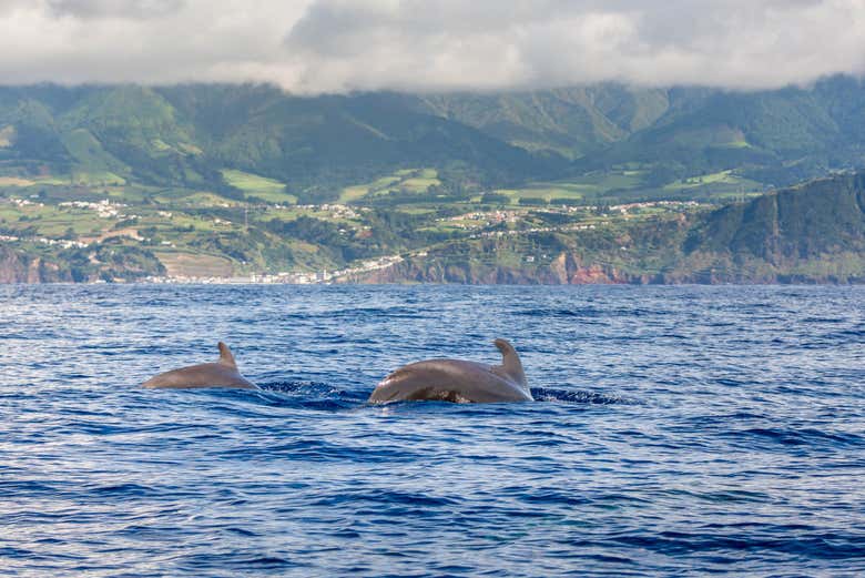 Cetacei vicino alla costa di São Miguel