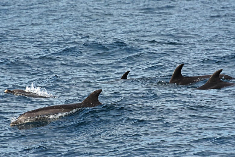 Delfines nadando en aguas de las Azores