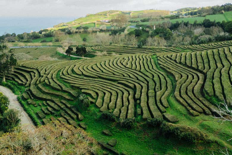 Plantations de thé Gorreana
