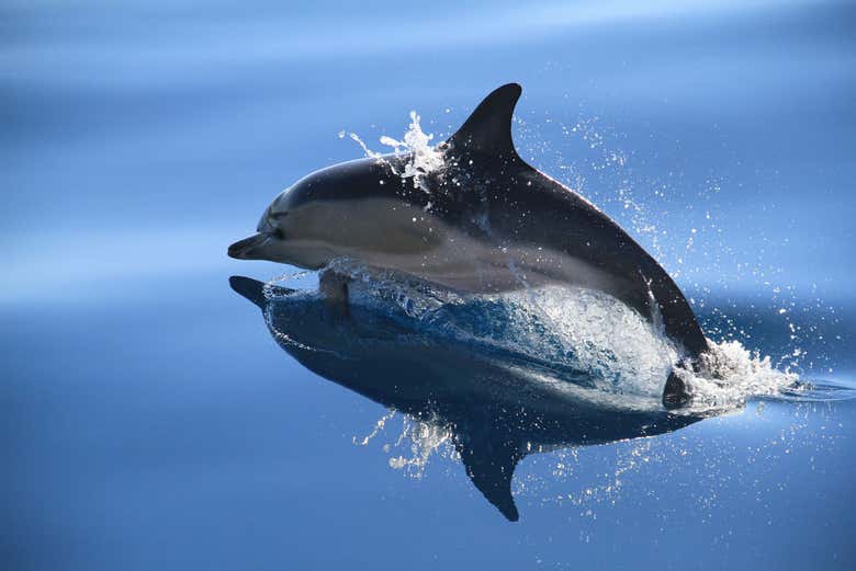 A dolphin in its natural habitat