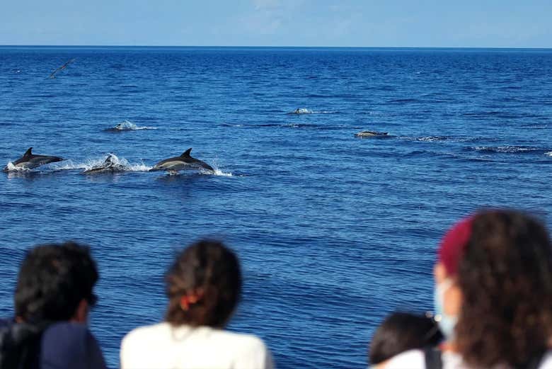 Observez les sauts des dauphins