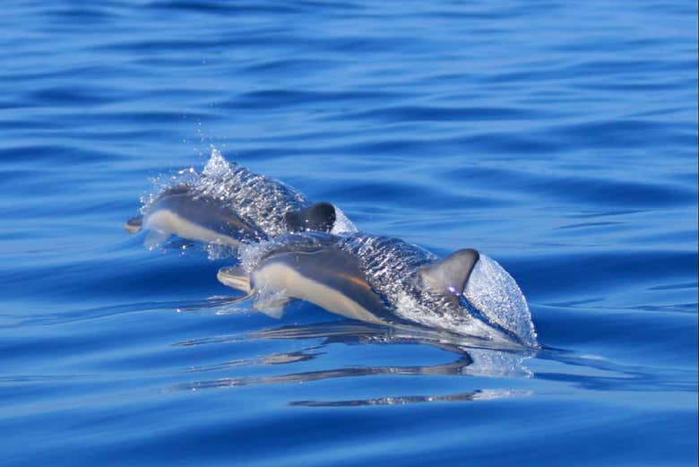 Dauphins à São Miguel