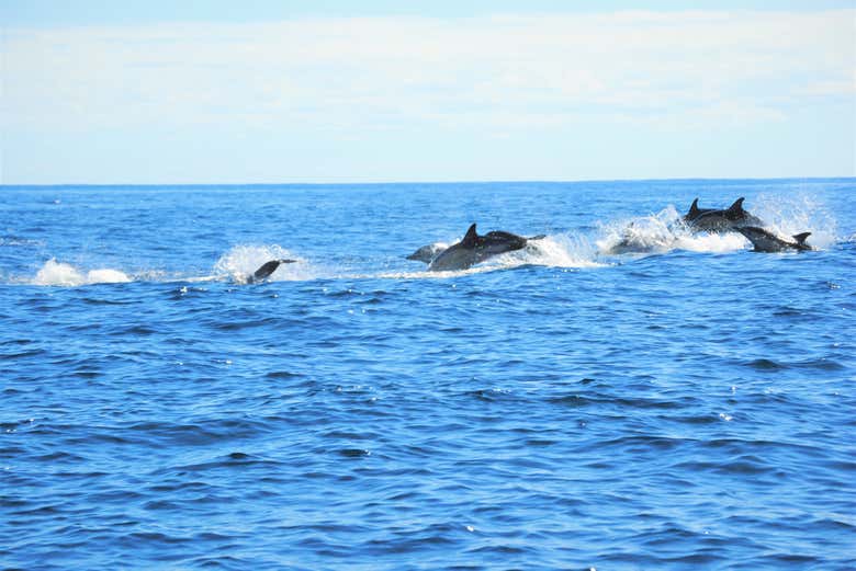 A family of dolphins