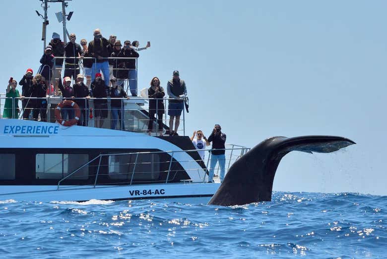 Avistando los cetáceos de Ponta Delgada