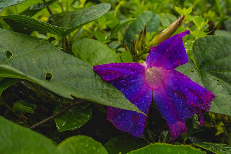 Planta del té de Gorreana