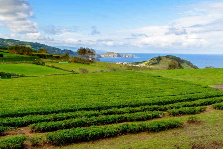 Plantaciones de té