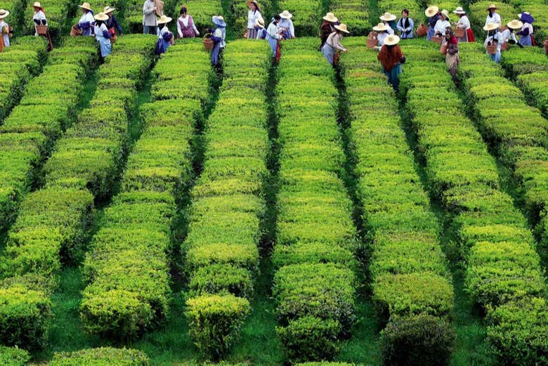 Plantación de té en Sao Miguel
