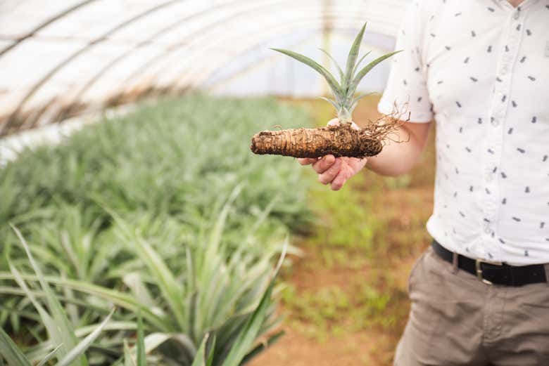 Apprenez-en davantage sur la culture de l'ananas