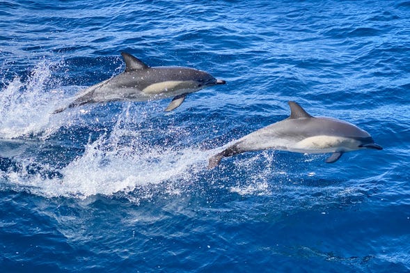 Swimming with Dolphins in Sao Miguel