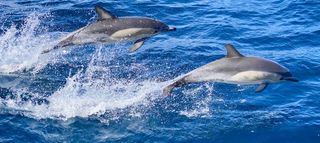 Nage avec les dauphins à São Miguel