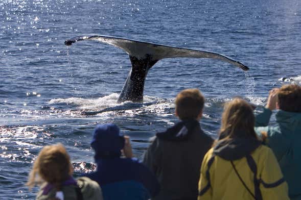 Balade en bateau avec observation de cétacés