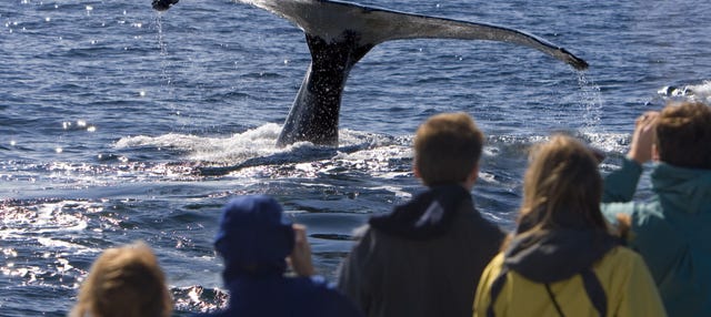 Paseo en barco con avistamiento de cetáceos