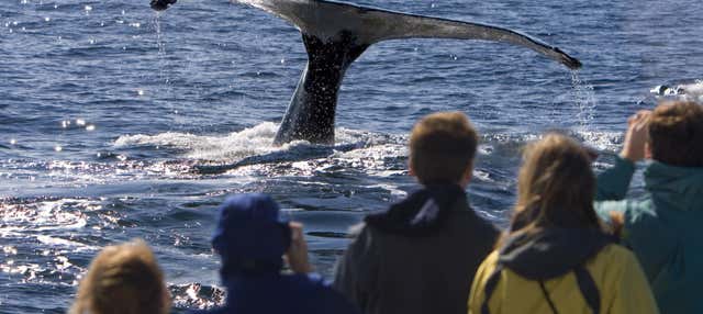 Giro in barca con avvistamento di cetacei