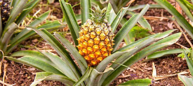 Pineapple Wine Tasting & Plantation Tour