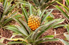 Visita a una plantación de piñas con degustación de vinos