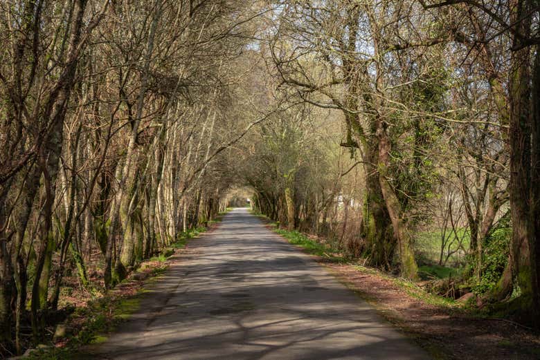 Un camino arbolado en los alrededores de Ponte de Lima