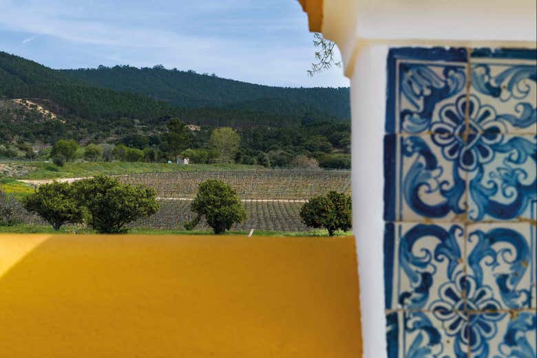 Visitaremos los extensos campos de vides junto a la bodega