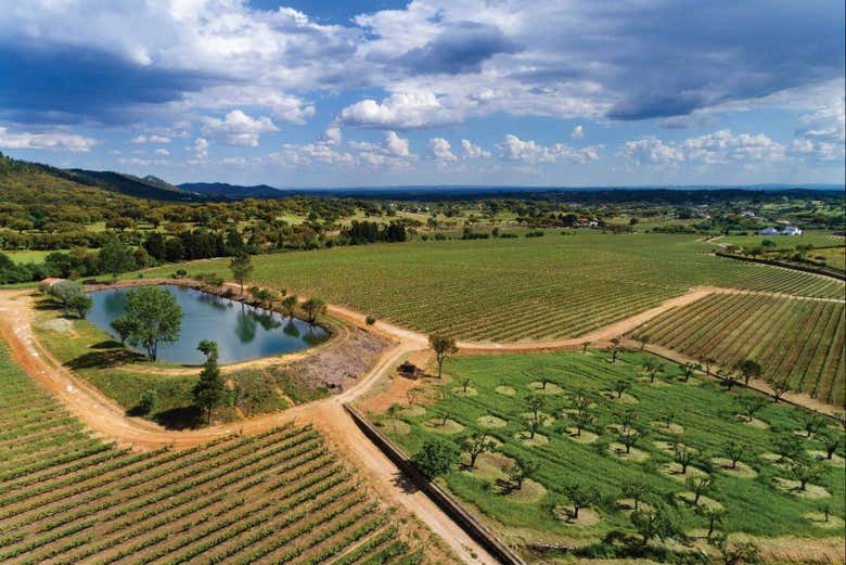 Paisajes de los viñedos