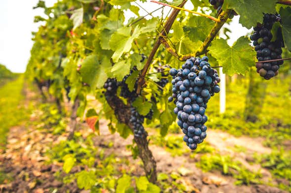 Visita a la bodega Quinta da Fonte Souto