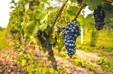 Visita a la bodega Quinta da Fonte Souto