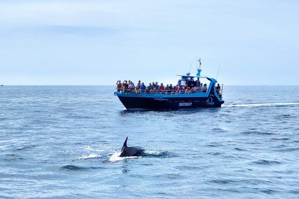 Barco pelas grutas de Benagil + Avistamento de golfinhos