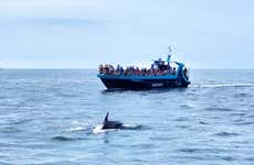 Barco por las cuevas de Benagil + Avistamiento de delfines