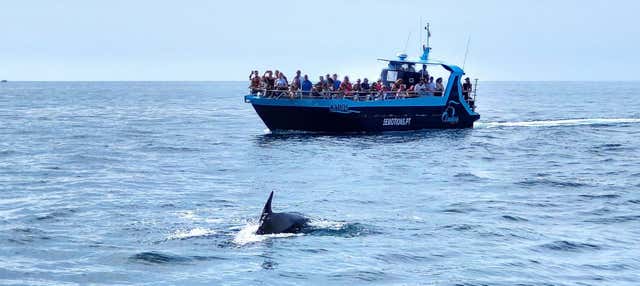 Balade en bateau aux grottes de Benagil + Observation de dauphins