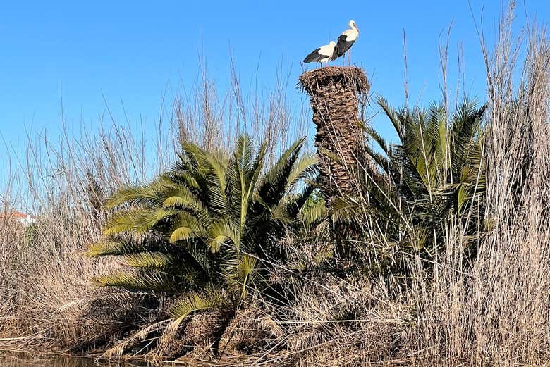 See the wildlife on the shores of the Arade River