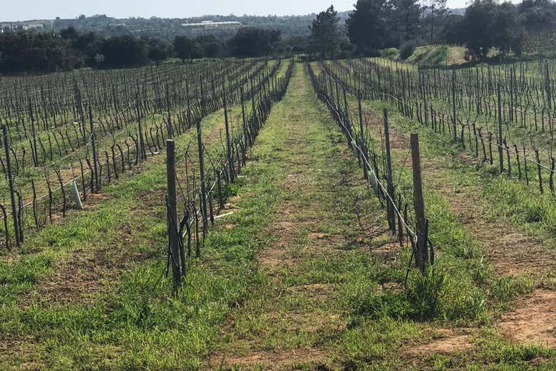 viñedos en el Algarve