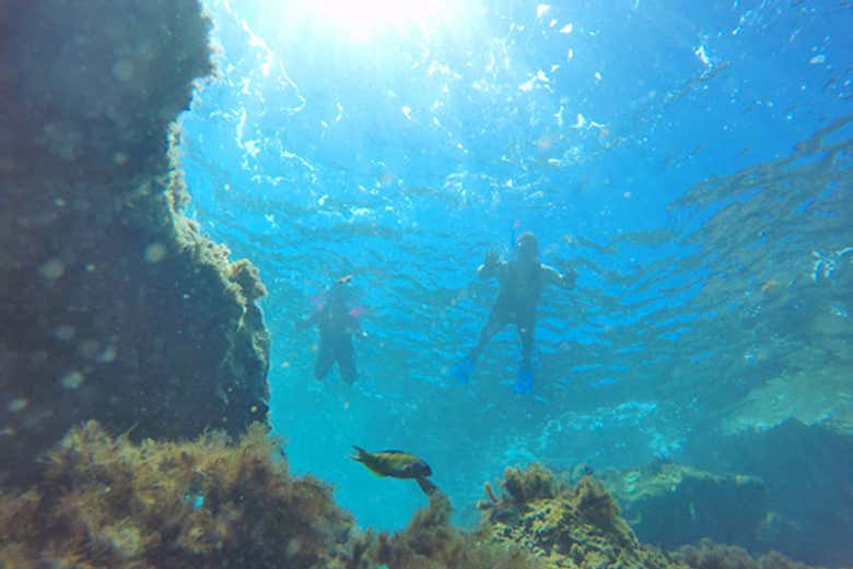 Snorkeling nell'arcipelago di Madeira