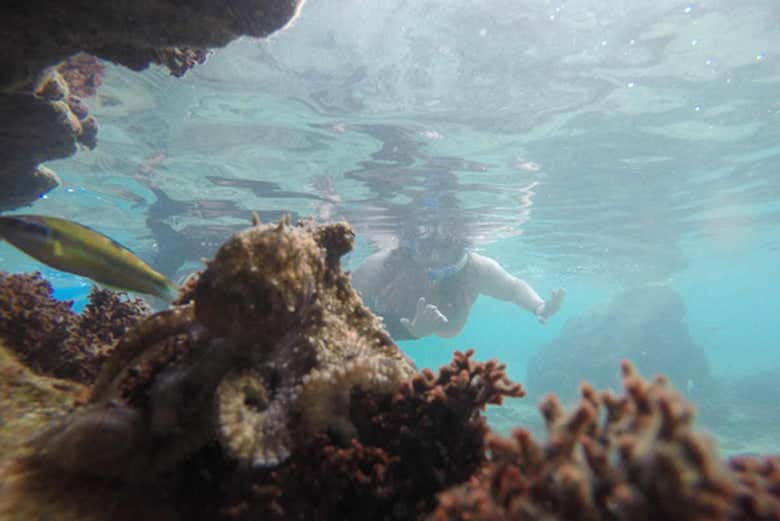 Snorkeling a Porto Santos