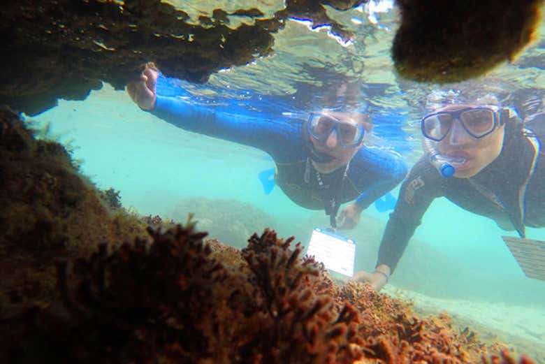 Snorkeling alla spiaggia di Porto dos Frades