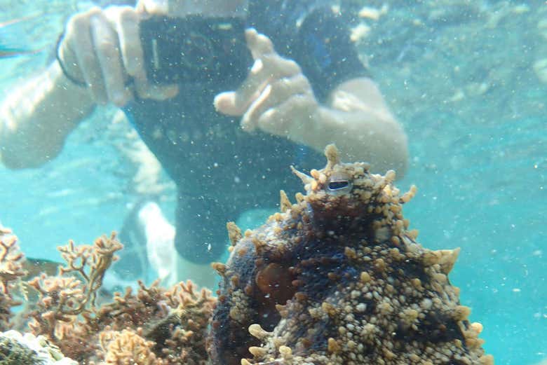 Fotografando i coralli