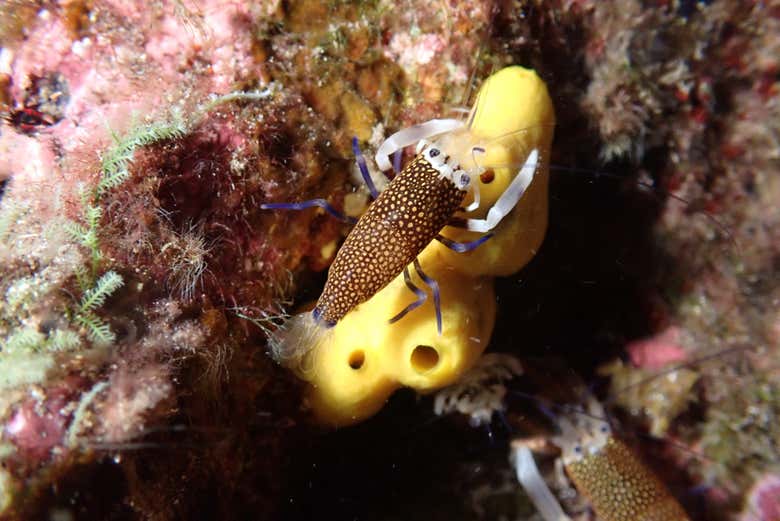 ¿Preparados para hacer snorkel por la noche?