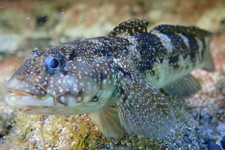 Snorkeling nella spiaggia di Porto dos Frades