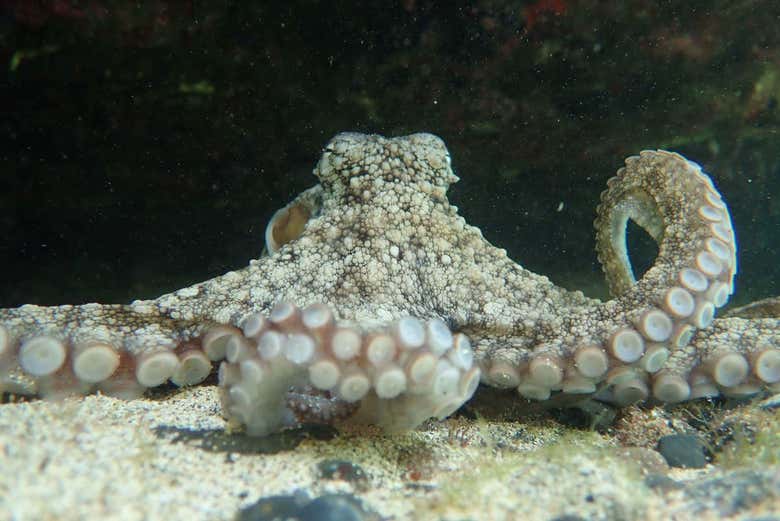 Un polipo di Porto Santo 