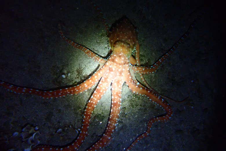 Las linternas subacuáticas nos facilitarán este snorkel nocturno